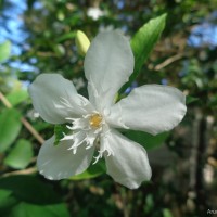 Wrightia antidysenterica (L.) R.Br.